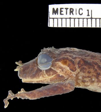 Media type: image; Herpetology A-94456